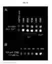 Fig. 11 - METAL RESPONSIVE MRI-AGENTS