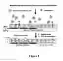 Fig. 02 - METAL ENHANCED FLUORESCENCE-BASED SENSING METHODS