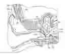Fig. 01 - Implantable Inner Ear Drive System