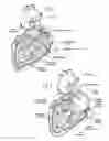 Fig. 04 - Devices, systems, and methods for reshaping a heart valve annulus, including the use of a bridge implant having an adjustable bridge stop