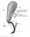 Fig. 02 - Methods and apparatus for magnet-induced compression anastomosis between adjacent organs