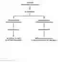 Fig. 15 - ASSAY FOR SCREENING ANTIDEPRESSANTS