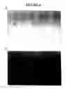 Fig. 07 - PRODUCTION OF PROTEINS IN EGGS