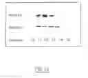 Fig. 16 - Specific genetic modification of the activity of trehalose-6-phosphate synthase and expression in a homologous or heterologous environment
