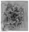 Fig. 01 - Crispers lettuce variety