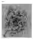 Fig. 02 - Crispers lettuce variety