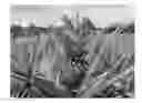 Fig. 01 - Pineapple plant named 'Franklynn'