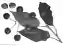 Fig. 01 - Cherry Tree Named 'Royal Tioga'