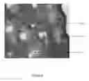 Fig. 07 - Cellulose based sustained release macronutrient composition for fertilizer application