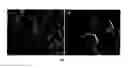Fig. 02 - Polymers and Metallic Organic Framework Composites and Methods of Preparation Thereof