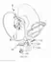Fig. 11 - REEL ASSEMBLY SUPPORT WITH VARIABLE ORIENTATION