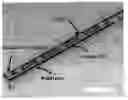 Fig. 01 - Integrally formed single piece light emitting diode light wire and uses thereof