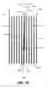 Fig. 12 - Reducing toner cracking with screening patterns