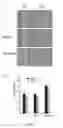 Fig. 05 - Methods for the treatment and the prognostic assessment of malignant pleural mesothelioma