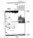 Fig. 13 - Composition and methods related to modification of 5-hydroxymethylcytosine (5-hmC)