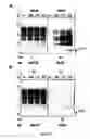 Fig. 06 - High throughput assays for transmissible spongiform encephalopathies (TSE)
