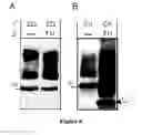 Fig. 07 - High throughput assays for transmissible spongiform encephalopathies (TSE)
