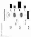 Fig. 43 - EPITOPE ANALOGS
