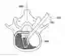 Fig. 01 - Intervertebral implant facilitating unilateral placement, instruments and methods