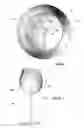 Fig. 02 - Tasting glass