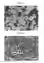 Fig. 05 - Positive active material for rechargeable lithium battery, method of preparing same, and rechargeable lithium battery including same