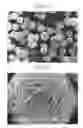 Fig. 08 - Positive active material for rechargeable lithium battery, method of preparing same, and rechargeable lithium battery including same