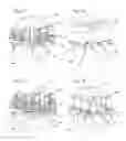 Fig. 06 - Amplification system with spatial separation