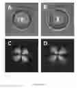 Fig. 09 - Immobilization of droplets of liquid crystals on surfaces