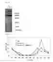Fig. 11 - PEPTIDE CAPABLE OF BINDING TO IMMUNOGLOBULIN