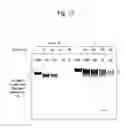 Fig. 18 - STABILIZATION METHOD OF FUNCTIONAL NUCLEIC ACID