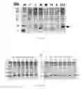 Fig. 03 - Independently Inducible System of Gene Expression