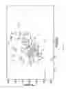 Fig. 10 - Independently Inducible System of Gene Expression