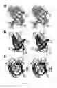 Fig. 12 - Independently Inducible System of Gene Expression