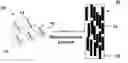 Fig. 01 - Aligned polymers including bonded substrates