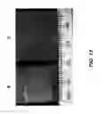 Fig. 14 - Aligned polymers including bonded substrates