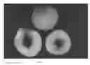 Fig. 02 - Peach tree named 'White Diamond'