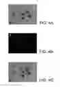 Fig. 07 - Apparatus and methods for solar energy conversion using nanoscale cometal structures