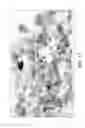 Fig. 12 - Process for using catalyst with rapid formation of iron sulfide in slurry hydrocracking