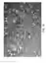 Fig. 14 - Process for using catalyst with rapid formation of iron sulfide in slurry hydrocracking