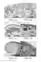Fig. 02 - Isolated populations of renal stem cells and methods of isolating and using same