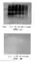 Fig. 02 - Compositions and methods for prion decontamination