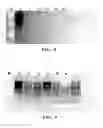 Fig. 07 - Compositions and methods for prion decontamination
