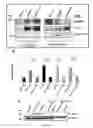 Fig. 03 - Platelet derived growth factor receptor supports cytomegalovirus infectivity