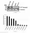Fig. 06 - Platelet derived growth factor receptor supports cytomegalovirus infectivity