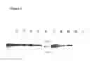 Fig. 02 - Method of treating immunological disorders by administering truncated BAFF receptors