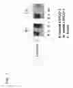 Fig. 02 - Sp35 Antibodies and Uses Thereof