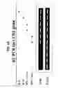 Fig. 02 - Methods and compositions relating to CCR5 antagonist, IFN-γ and IL-13 induced inflammation
