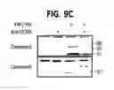 Fig. 16 - Methods and compositions relating to CCR5 antagonist, IFN-γ and IL-13 induced inflammation