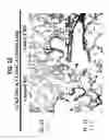 Fig. 34 - Methods and compositions relating to CCR5 antagonist, IFN-γ and IL-13 induced inflammation