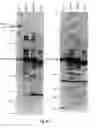 Fig. 08 - Immunogenically-Enhanced Polypeptides and Related Methods